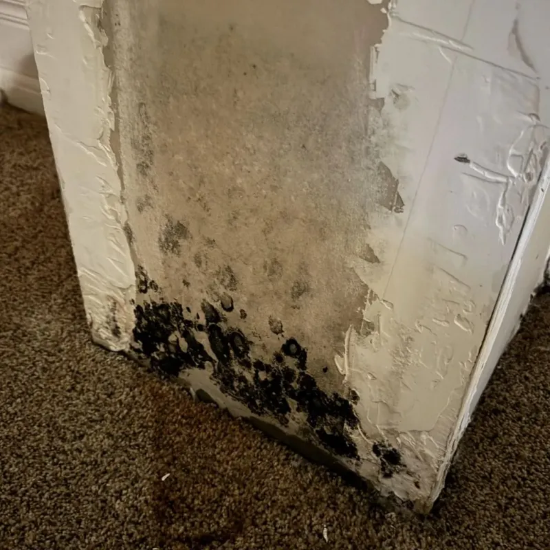 Professional Mold Removal in Washtenaw County, MI